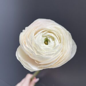 Ranunculus, Jaskier